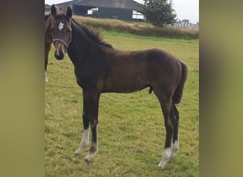 Holstein, Stallion, Foal (05/2024), Bay-Dark