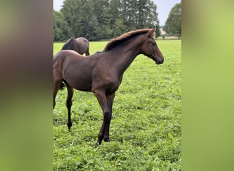 Holstein, Stallion, Foal (03/2025), Bay-Dark