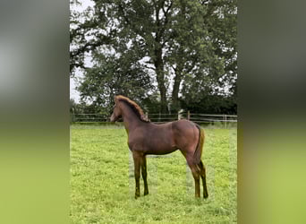 Holstein, Stallion, Foal (03/2025), Bay-Dark