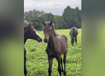 Holstein, Stallion, Foal (03/2025), Bay-Dark