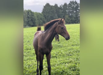 Holstein, Stallion, Foal (03/2025), Bay-Dark