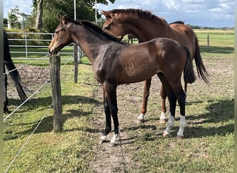 Holstein, Stallion, Foal (02/2026), Bay-Dark