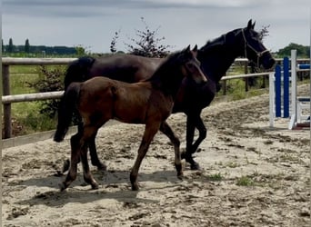 Holstein, Stallion, Foal (04/2026), Bay-Dark