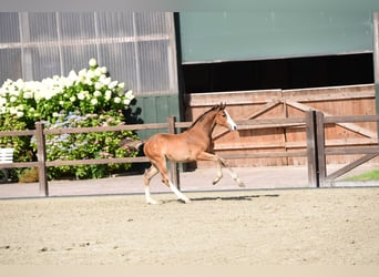 Holstein, Stallion, Foal (05/2025), Bay-Dark