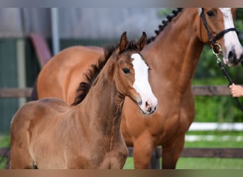Holstein, Stallion, Foal (05/2025), Bay-Dark