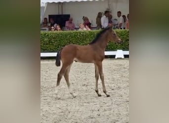Holstein, Stallion, Foal (06/2026), Bay-Dark