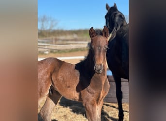 Holstein, Stallion, , Black