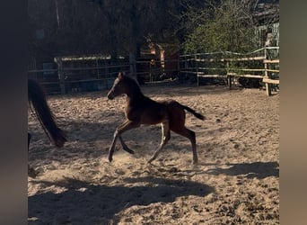 Holstein, Stallion, , Black