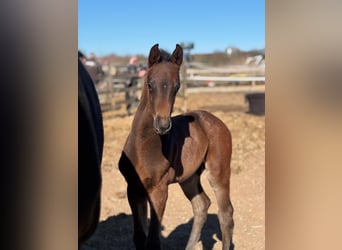 Holstein, Stallion, , Black