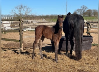 Holstein, Stallion, , Black