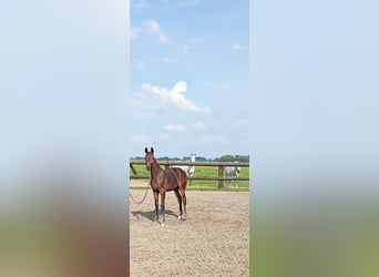 Holstein, Stallion, Foal (04/2025), Brown