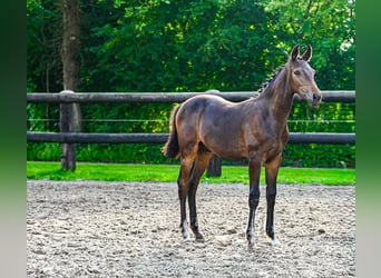 Holstein, Stallion, Foal (04/2025), Brown