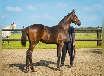 Holstein, Stallion, Foal (04/2025), Brown