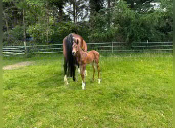 Holstein, Stallion, , Brown