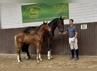 Holstein, Stallion, Foal (03/2025), Brown-Light