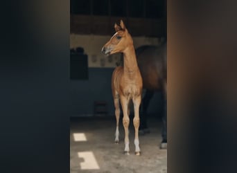 Holstein Mix, Stallion, Foal (06/2025), Brown-Light