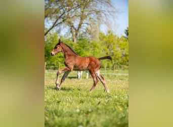 Holstein, Stallion, Foal (04/2025), Brown
