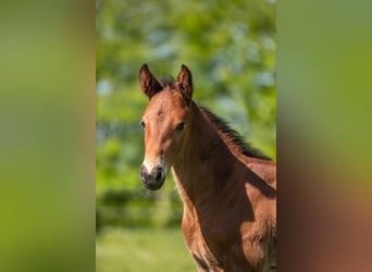 Holstein, Stallion, Foal (04/2025), Brown