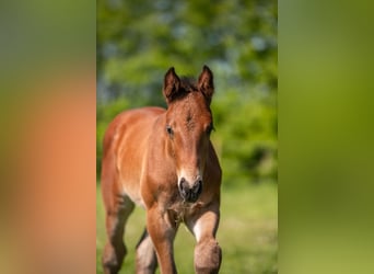 Holstein, Stallion, Foal (04/2025), Brown