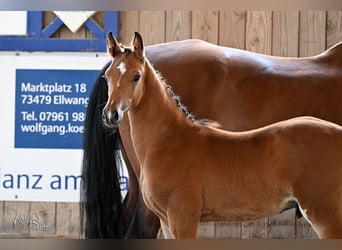 Holstein, Stallion, Foal (05/2025), Brown