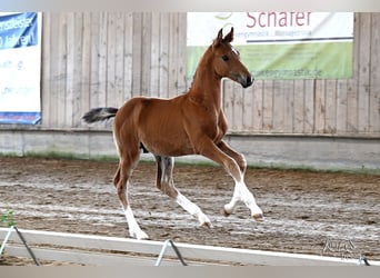 Holstein, Stallion, Foal (05/2025), Brown