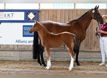 Holstein, Stallion, Foal (05/2025), Brown
