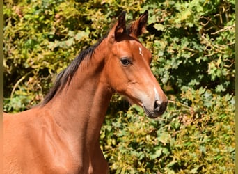Holstein, Stallion, Foal (05/2025), Brown