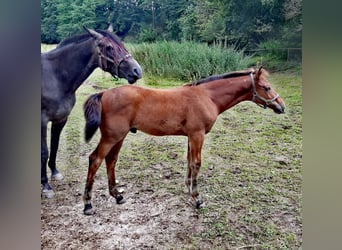 Holstein, Stallion, Foal (04/2024), Brown