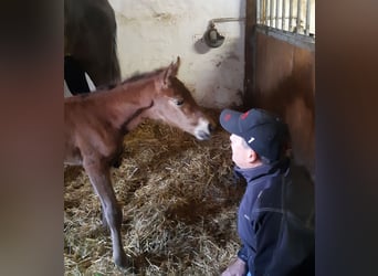 Holstein, Stallion, Foal (04/2024), Brown