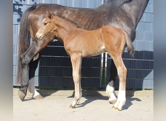 Holstein, Stallion, Foal (05/2026), Brown