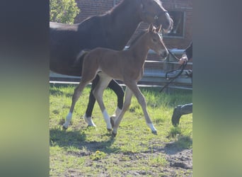 Holstein, Stallion, Foal (05/2026), Brown