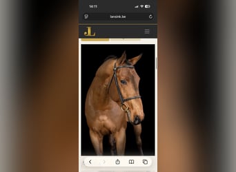 Holstein, Stallion, Foal (04/2026), Brown