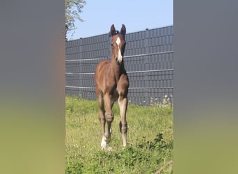 Holstein, Stallion, Foal (04/2026), Brown