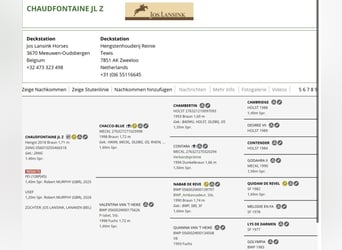 Holstein, Stallion, Foal (04/2026), Brown