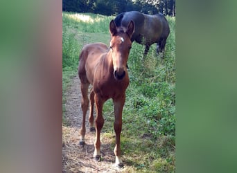Holstein, Stallion, Foal (05/2025), Brown