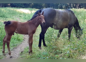 Holstein, Stallion, Foal (05/2025), Brown