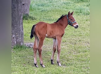 Holstein, Stallion, Foal (05/2025), Brown