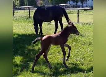 Holstein, Stallion, Foal (05/2025), Brown