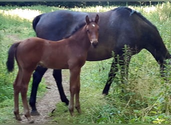 Holstein, Stallion, Foal (05/2025), Brown