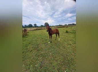 Holstein, Stallion, Foal (04/2026), Brown