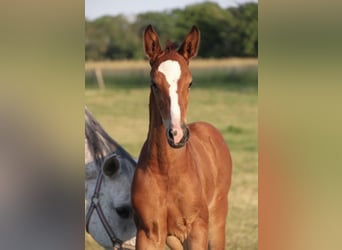 Holstein, Stallion, Foal (05/2026), Brown