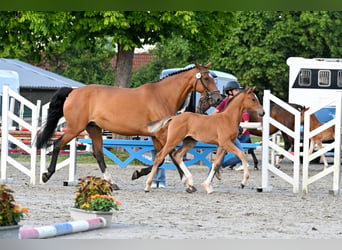 Holstein, Stallion, Foal (05/2026), Brown