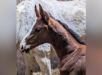 Holstein, Stallion, Foal (04/2024), Brown