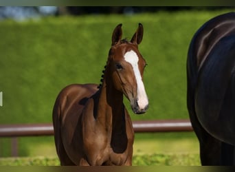 Holstein, Stallion, , Brown