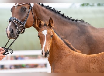 Holstein, Stallion, Foal (01/2026), Brown