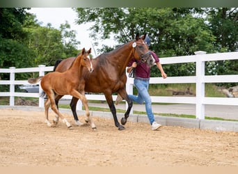 Holstein, Stallion, Foal (01/2026), Brown