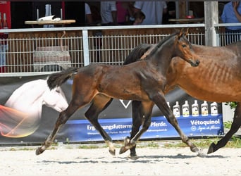 Holstein, Stallion, Foal (05/2023), Brown