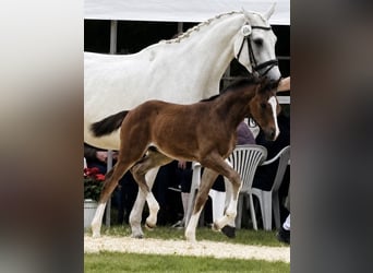 Holstein, Stallion, Foal (05/2026), Brown