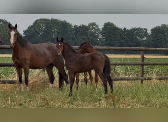 Holstein, Stallion, Foal (03/2026), Brown
