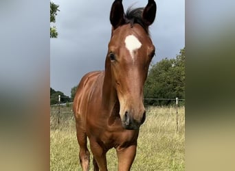 Holstein, Stallion, Foal (05/2026), Brown